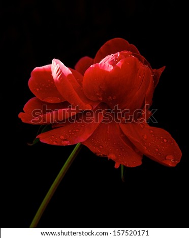 Red peony isolated in black background, selective focus to the nearest part of flower, red blossom of peony close up, red blooming flower in dark background, flower with water drops, nice red peony