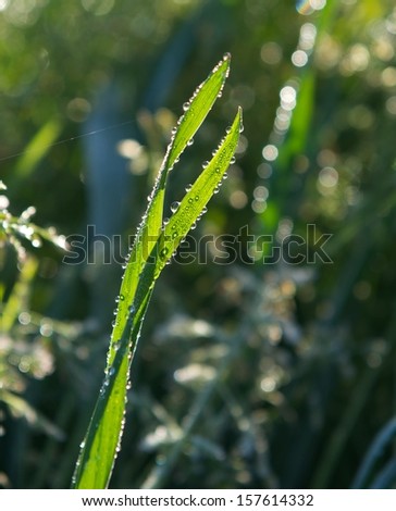 An image of grass with the rain drops in blur green background, grass in nice sunrise light, wet grass in the morning, water drops on grass,grass field, rain drops, morning drops on a  grass