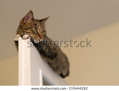 Cat, resting cat on the top of door in blur light background, cute funny cat close up, small sleepy lazy cat, domestic cat, relaxing cat, cat resting, lazy cat on day time, selective focus to the face