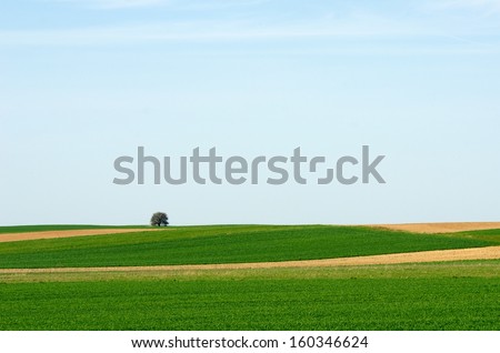 Grass field with one tree on light blue sky background. Colorful landscape view in spring time. Fresh green field. Lithuanian landscape.One tree in the field