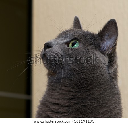 Cat portrait close up looking to the top, cat in light brown and cream looking with space for  text, portrait of elegant Russian Blue Cat, Russian Blue cat in blur brown dirty background, grey cat