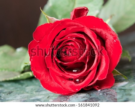 Red rose, Beautiful red rose with water droplets after rain in blur background, Love Flower, Rose on wedding day, Valentine\'s day, red flower