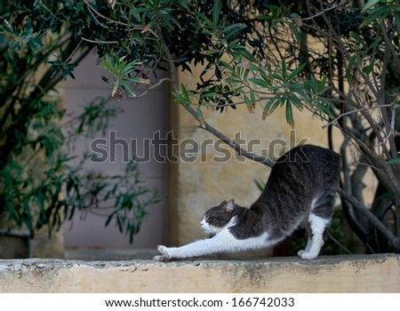 Relaxing cat on siesta time, cat resting, cat in street on sunny day, lazy cat in the street lazy cat on day time,wild cat,grey cat outside,cat isolated in green background in the village,poor light