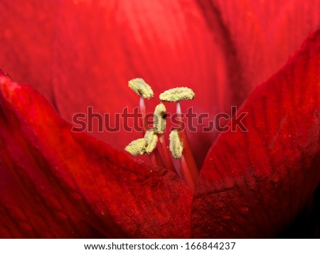 Red flower macro photo, Amaryllis. Red flower background close up, sharp and contrast photo, conceptual photo. Flora macro