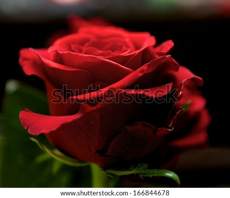 Red rose close up with blur background, selective focus to the middle of photo. Red flower close up, love flower, Valentine\'s day, Red flower with the nice shadow. Red rose.Love symbol