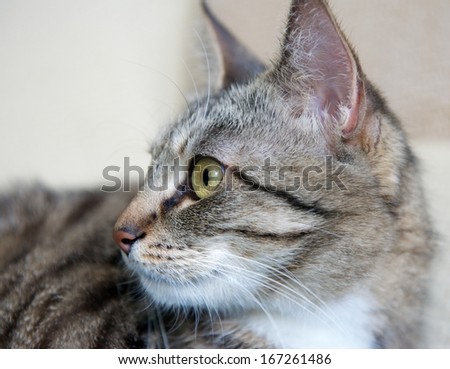 Cat, resting cute funny cat close up, small domestic cat, selective focus to the face, Cat portrait close up, only head crop, cat in light brown and cream background,cat head