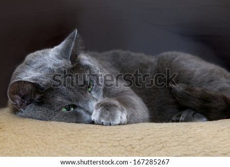 Russian Blue Cat, cat, resting cat on day time, siesta time, domestic cat, lazy cat on day time, cat close up with blur background, Portrait of Russian Blue cat