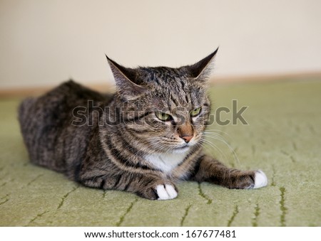 Cat, resting cat, angry cat, cat close up, domestic cat, selective focus to the cat, grey angry cat at home, not happy cat, domestic animal