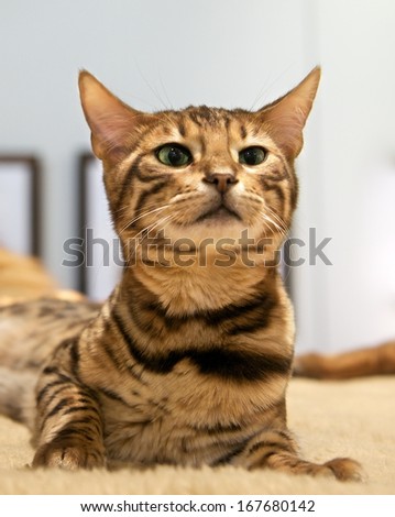 Small brown Bengal cat sitting and looking, curious Bengal cat, animal close up, curious interesting young cat, expressive Bengal cat close up, brown happy cat