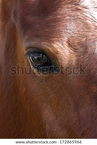 Horse close up, horse eye, horse portrait fragment photo, contrast photo, brown horse, domestic animal, strong animal, brown horse close up