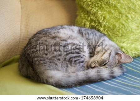 Sleeping cat on a sofa, sleeping cat in blur noisy background, small sleepy lazy cat, sleeping kitten, sleepy cat close up, animals, domestic cat, relaxing cat, cat resting