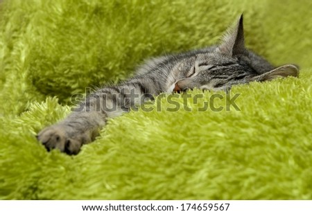 Sleeping cat on a sofa, sleeping cat face close up, small sleepy lazy cat, sleeping kitten, sleepy cat close up, animals, domestic cat, relaxing cat in green background