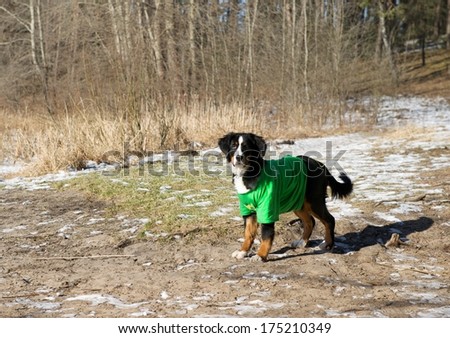 Dog portrait close up on sunny day, dog in shadows on sunny day, Bernese Mountain dog on winter time, Berner Sennenhund, large dog from Swiss Alps