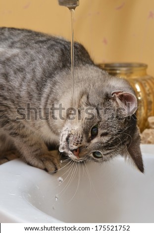 Cat portrait close up, cat playing with water in the bathroom, cat in light blur brown and cream background playing with water, cat head, cat in the bathroom, curious cat, cat at home