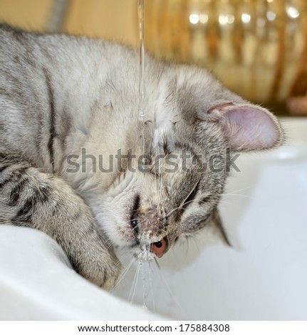 Cat portrait close up, cat drinking water in the bathroom, wet cat, cat playing with water in the bathroom, cat playing with water, cat head, funny cat