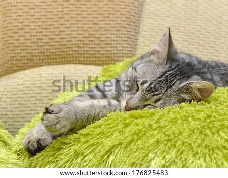 Sleeping cat on a sofa, sleeping cat face close up, small sleepy lazy cat, lazy cat on day time, sleeping kitten, sleepy cat close up,domestic cat, relaxing cat