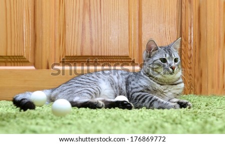 Portrait of elegant grey cat, domestic cat in blur brown background, cat portrait, domestic cat, cat with green eyes close up, grey cat, elegancy, cat