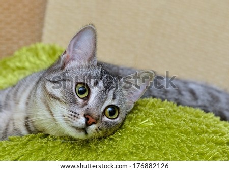 Portrait of funny little grey cat, domestic cat in blur brown dirty background, cat portrait, animals, domestic cat with green eyes close up in focal focus, grey cat, elegancy, cat selective focus