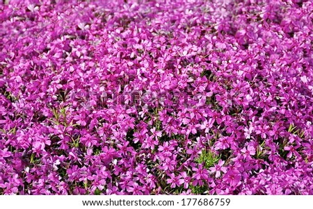 Pink flowers texture. Pink magenta leaves background not in focus in poor light, magenta pattern background, flowers, pink background, texture, fresh nature fragment