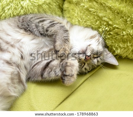 Sleeping cat on a sofa, sleeping cat face close up, small sleepy lazy cat, lazy cat on day time, sleeping kitten, sleepy cat close up,domestic cat, relaxing cat, portrait of sleeping cat