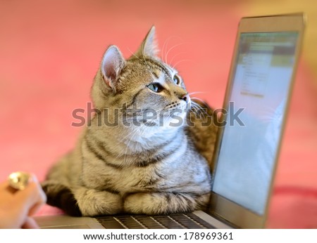 Small cat in a home office peeping behind a computer screen, domestic cat in natural background, small cat playing at home, playing cat, cat and computer