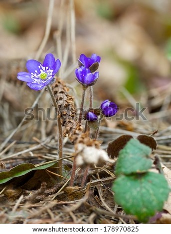 First blue violet flowers on spring time,violet flower photo, solitude mood, artistic, violet flowers close up, first flowers, spring background, spring