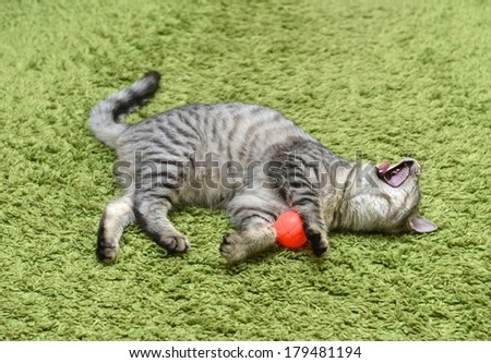 Playing cat on a green background, curious cat, domestic cat, little cat playing with ball in apartment, funny cat