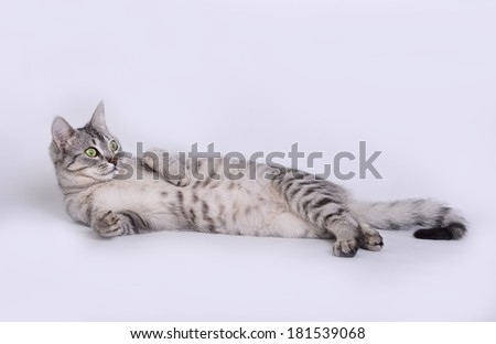 Cat close up in grey background with space for text, cat  cat looking at viewer, curious cat,artistic photo, posing cat , cat in studio, friendly cat