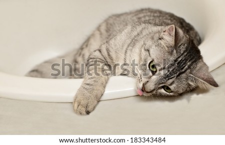 Cat portrait close up, cat in the bathroom, cat head, domestic cat, grey cat, cute cat in the bathroom, little cat, resting cat, dreaming cat