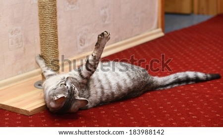Playing cat on domestic background, curious cat, domestic cat, little cat playing in apartment, funny cat, cat at home