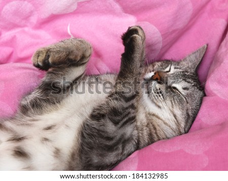 Funny sleeping cat in blur pink background, sleeping cat in a bed, sleeping cat at home