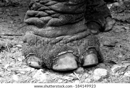 Elephant foot fragment photo, elephant leg close up in black and white photo, artistic photo of elephant foot, elephant leg fragment, B&W photo, body part, huge animal