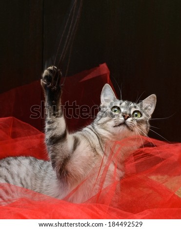 Cat close up in dark background with space for text,cat playing on a ground with space for advertising, playing cat on red background, artistic