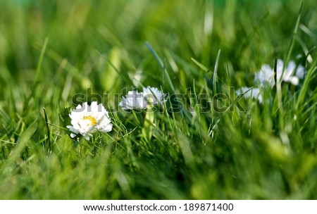 Green blur background, spring background, white blossom flow in green grass background, green field, grass field, park, blossom, spring, summer weather, green grass