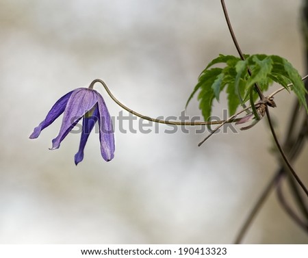 Bell flower Campanula Bluebell flower isolated in blur bright background close up, violet blossom bell flower in bright background