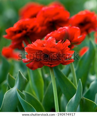 Red tulip Miranda in green background, red tulip field, spring background, summer background, red flowers, spring flowers, tulip