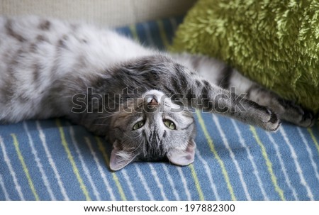 Cute cat looking at camera, little cat on a sofa, cat on siesta time, curious domestic cat, lazy cat