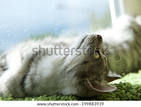 Resting cat, dreaming cat face close up, small sleepy lazy cat, lazy cat on day time, sleepy cat close up, animals, domestic cat, relaxing cat, cat resting
