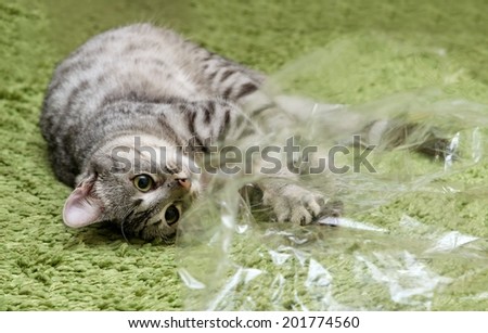 Playing cat close up on a green carpet, cat playing on a carpet, playing cat isolated in natural domestic background