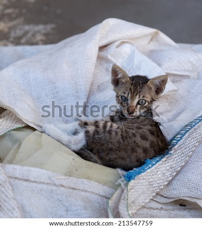Wild cat in natural background, small little cat in the street, social issue, cat in the street, little kitten, small cat looking straight to the camera