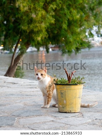Small cute cat on siesta time, cat resting, cat in street on sunny day, lazy cat on day time,wild cat, little brown cat outside,cat isolated in blur background in the village