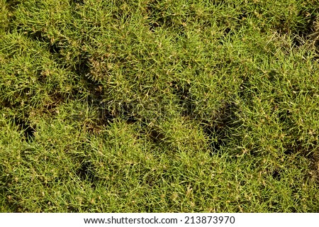 Green background, green grass background, green texture, wild nature, green pattern, natural background, nature background