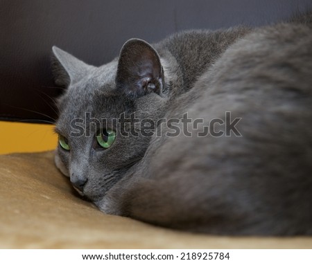 Russian Blue Cat on a chair in blur dirty background, sleepy cat face close up, lazy cat, lazy cat on day time, animals, domestic cat, relaxing cat, cat resting, Russian Blue, sad cat