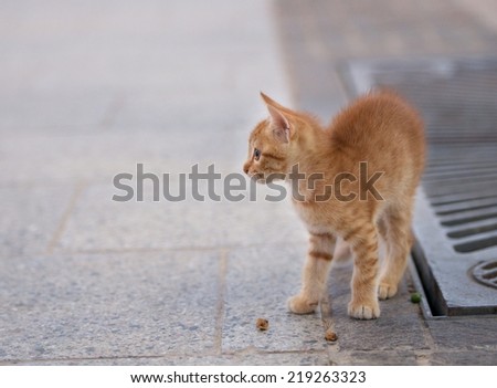 Little brown cat in the street, cat in street on sunny day,wild cat, small brown cat outside, cat isolated in the street, curious cute little cat, small kitten playing in the street
