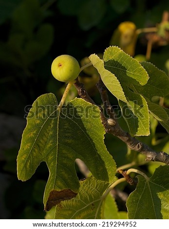 Fig tree and fresh fig fruit in golden sunset hour, fig fruit close up, fresh fig, fresh fruit, popular fruit in Malta, popular fruit in south europe, tropic fruit, healthy fruit