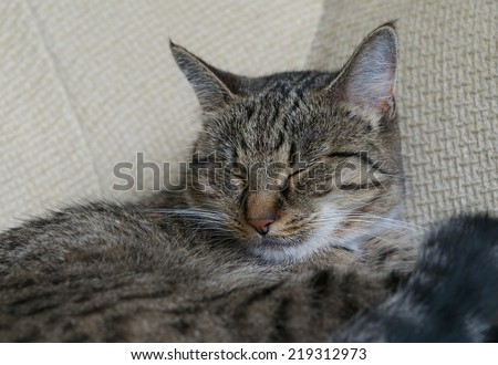 Sleeping cat on a sofa, sleeping cat face close up, sleepy lazy cat, lazy cat on day time, sleeping kitten, cat face only close up, animals, domestic cat, relaxing cat, cat resting, cat body language
