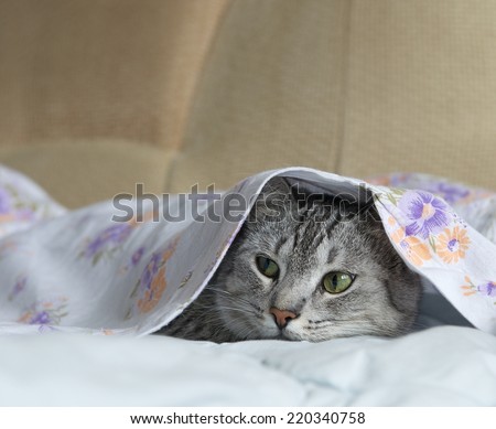 Cat, cat in a bed, cat hiding in a bed, playing cat, cat under the cover, cute funny cat close up, domestic cat, cat portrait, cat head only