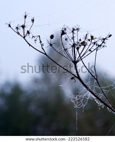 Morning dew in early morning hours, morning dew in blur dark background, water drops in autumn, autumn background, autumn atmosphere, rain drops, dew, grass