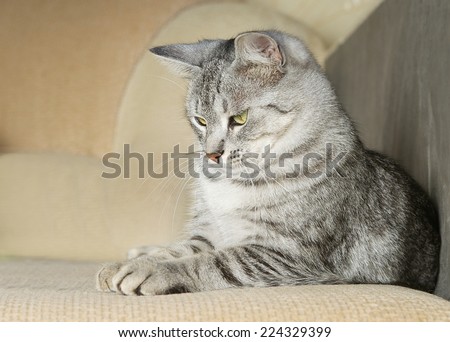 Cat on a sofa, serious cat close up, lazy cat on day time, relaxing cat close up, animals, domestic cat, cat resting at home