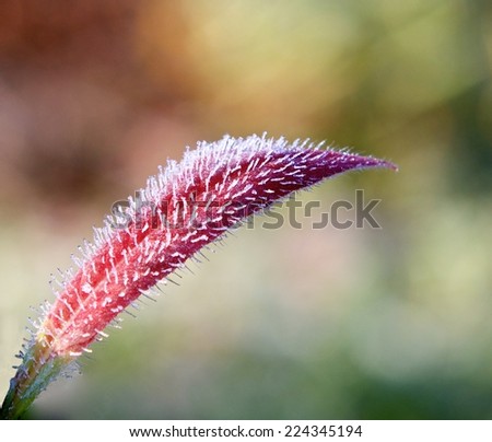 Grass with the first snow close up, grass with first frost in colourful autumn background, weather conditions, cold